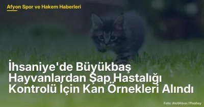 İhsaniye'de Şap Hastalığı Kontrolü İçin 120 Büyükbaş Hayvandan Kan Örneği Alındı