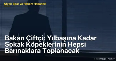 Afyonkarahisar'da Sokak Köpekleri Sorunu: Yılbaşına Kadar Barınaklara Toplanacak