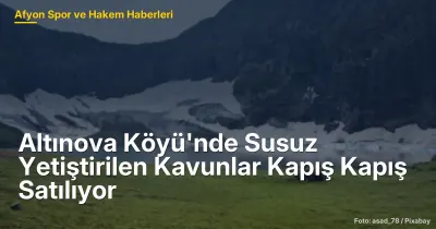 Altınova Köyü'nde Susuz Yetiştirilen Kavunlar Kapış Kapış Satılıyor