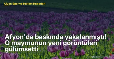 Afyon'da Maymun Baskını: Rhesus Makak'ın Yeni Görüntüleri Yayınlandı