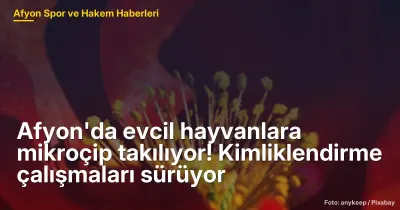 Afyonkarahisar'da Evcil Hayvanlara Mikroçip Uygulaması ve Kimliklendirme Çalışmaları