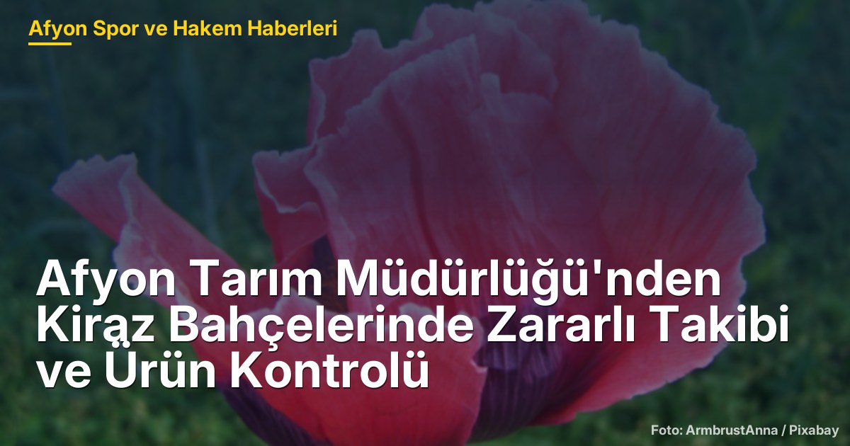 Afyon Tarım Müdürlüğü'nden Kiraz Bahçelerinde Zararlı Takibi ve Ürün Kontrolü