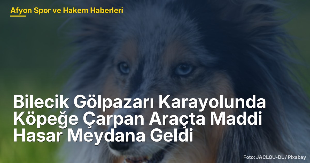 Bilecik Gölpazarı Karayolunda Köpeğe Çarpan Araçta Maddi Hasar Meydana Geldi
