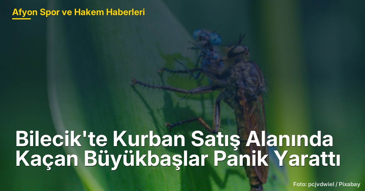 Bilecik'te Kurban Satış Alanında Kaçan Büyükbaşlar Panik Yarattı
