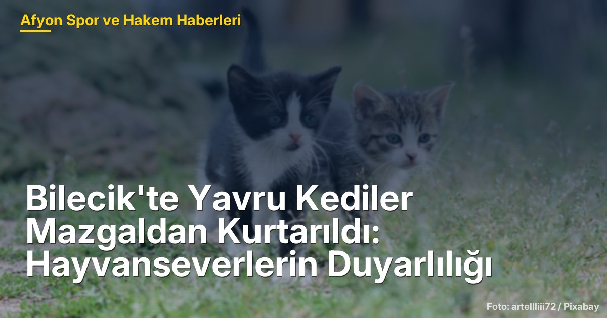 Bilecik'te Yavru Kediler Mazgaldan Kurtarıldı: Hayvanseverlerin Duyarlılığı