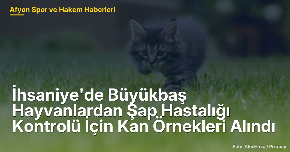 İhsaniye'de Büyükbaş Hayvanlardan Şap Hastalığı Kontrolü İçin Kan Örnekleri Alındı