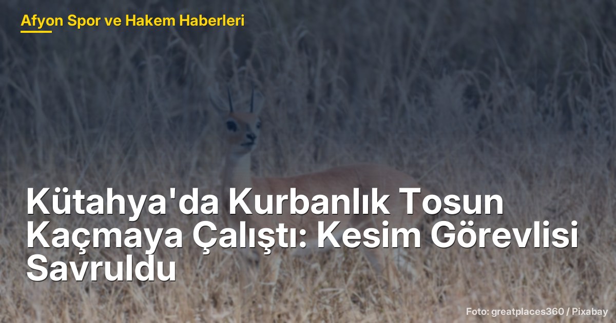 Kütahya'da Kurbanlık Tosun Kaçmaya Çalıştı: Kesim Görevlisi Savruldu