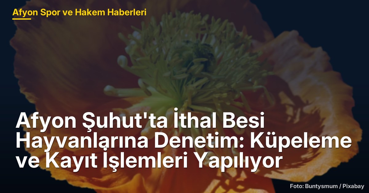 Afyon Şuhut'ta İthal Besi Hayvanlarına Denetim: Küpeleme ve Kayıt İşlemleri Yapılıyor