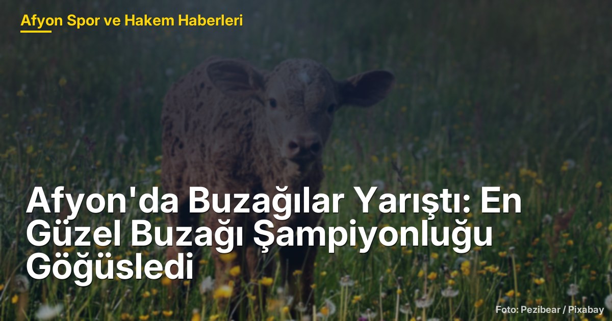 Afyon'da Buzağılar Yarıştı: En Güzel Buzağı Şampiyonluğu Göğüsledi