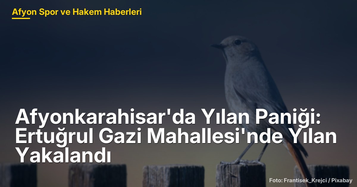 Afyonkarahisar'da Yılan Paniği: Ertuğrul Gazi Mahallesi'nde Yılan Yakalandı