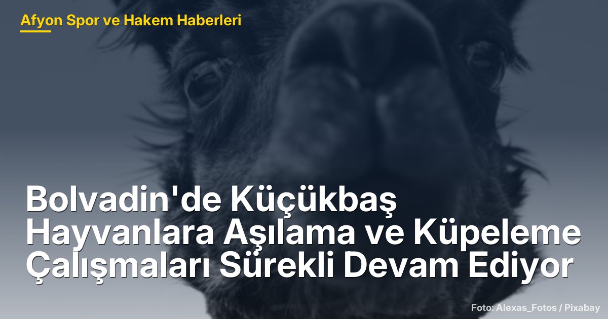 Bolvadin'de Küçükbaş Hayvanlara Aşılama ve Küpeleme Çalışmaları Sürekli Devam Ediyor
