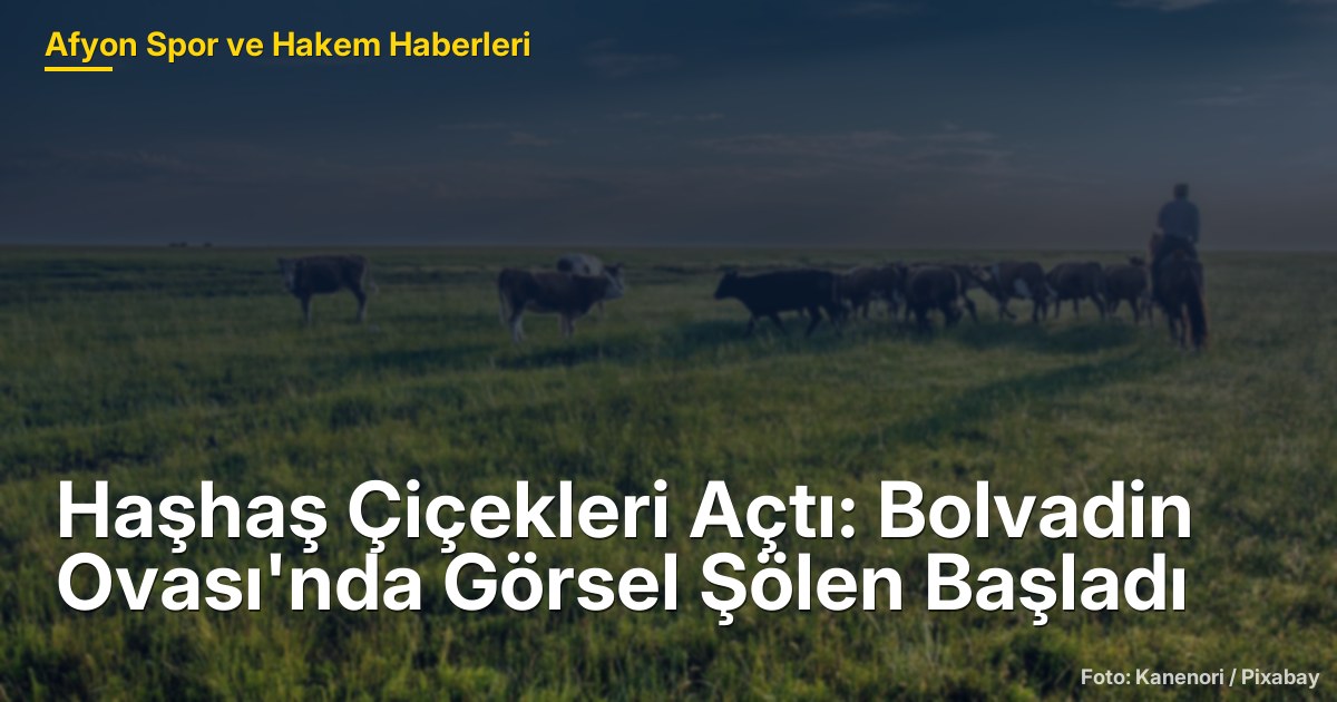 Haşhaş Çiçekleri Açtı: Bolvadin Ovası'nda Görsel Şölen Başladı