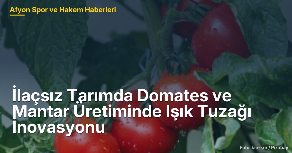 İlaçsız Tarımda Domates ve Mantar Üretiminde Işık Tuzağı İnovasyonu