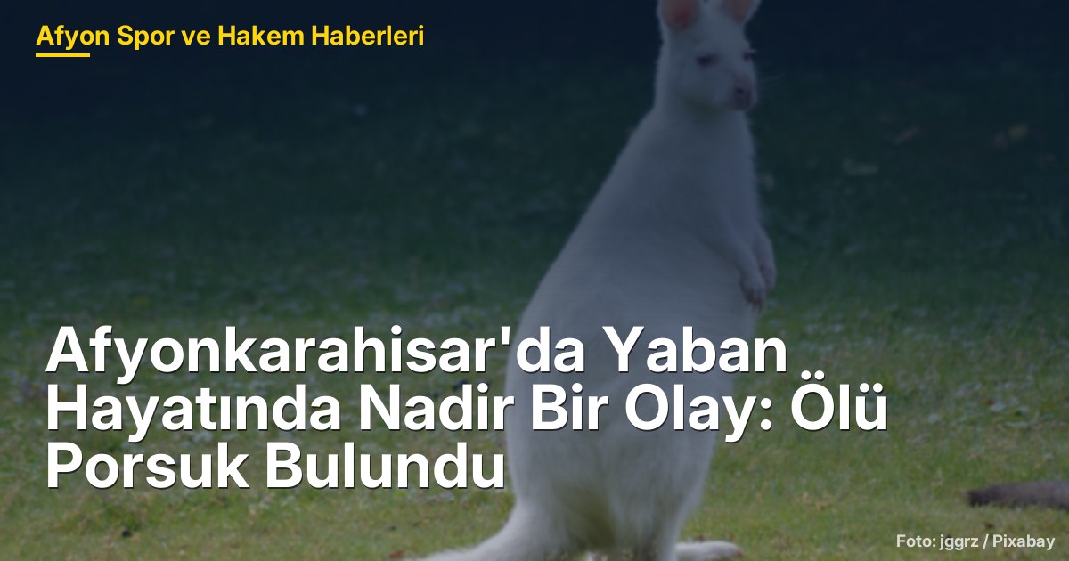 Afyonkarahisar'da Yaban Hayatında Nadir Bir Olay: Ölü Porsuk Bulundu