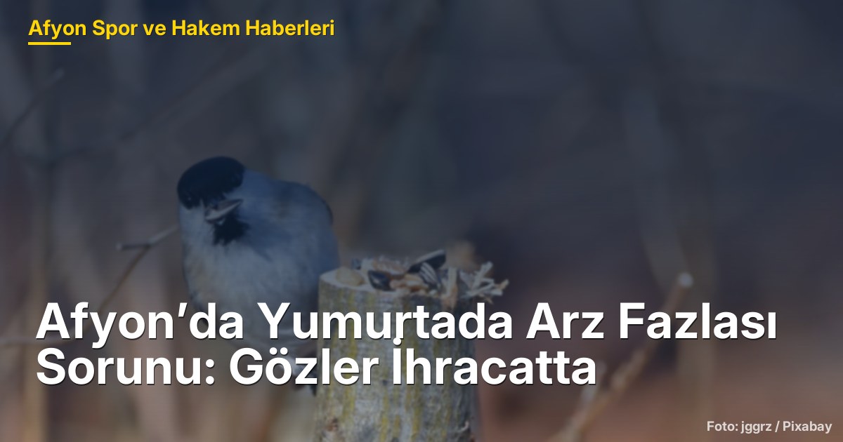 Afyon’da Yumurtada Arz Fazlası Sorunu ve İhracat Çözüm Arayışları