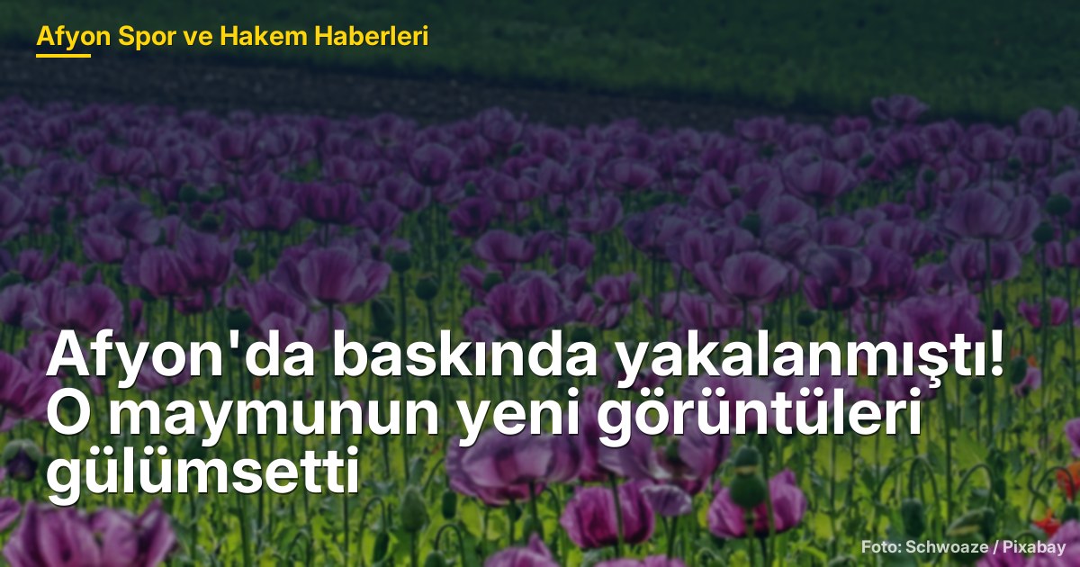 Afyon'da Maymun Baskını: Rhesus Makak'ın Yeni Görüntüleri Yayınlandı