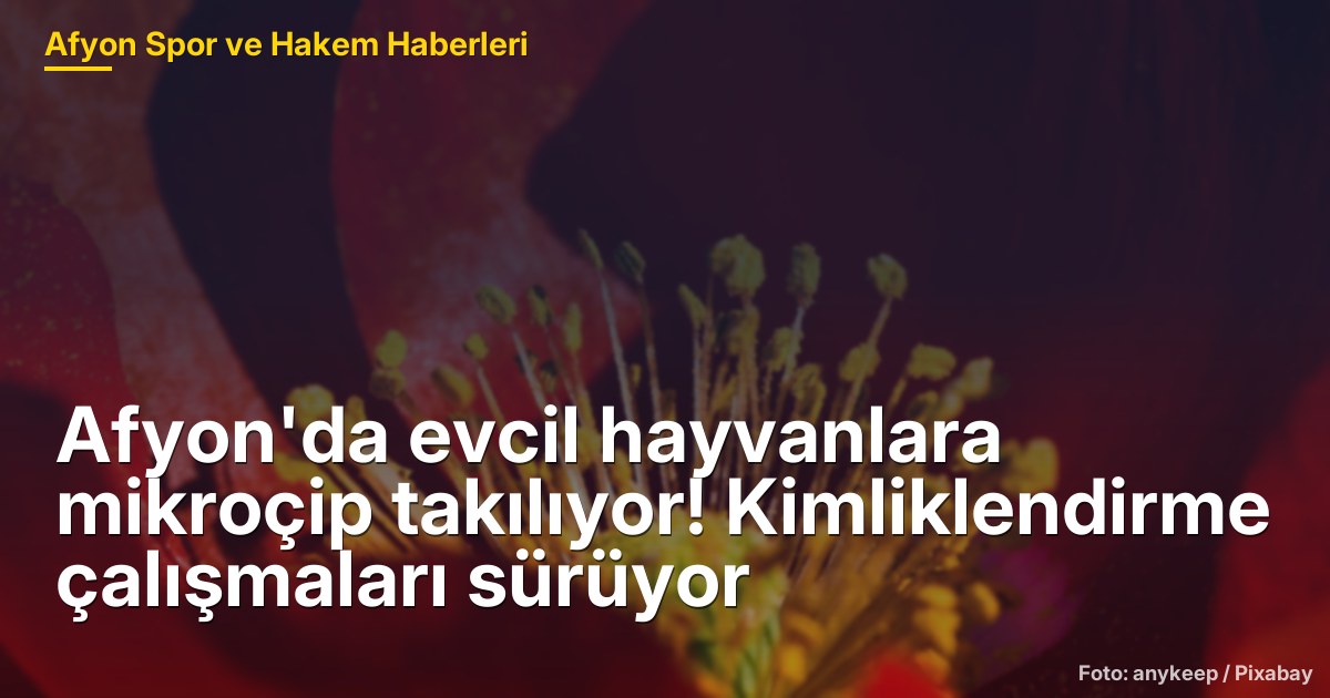 Afyonkarahisar'da Evcil Hayvanlara Mikroçip Uygulaması ve Kimliklendirme Çalışmaları